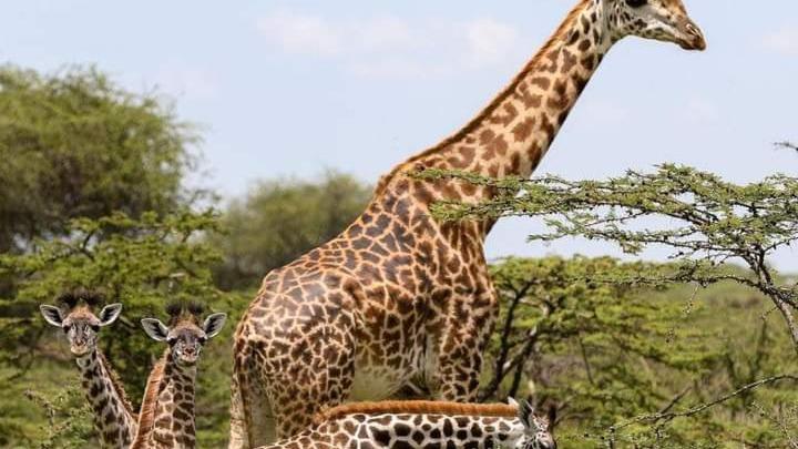 Big Five Luxury Safari In Tanzania