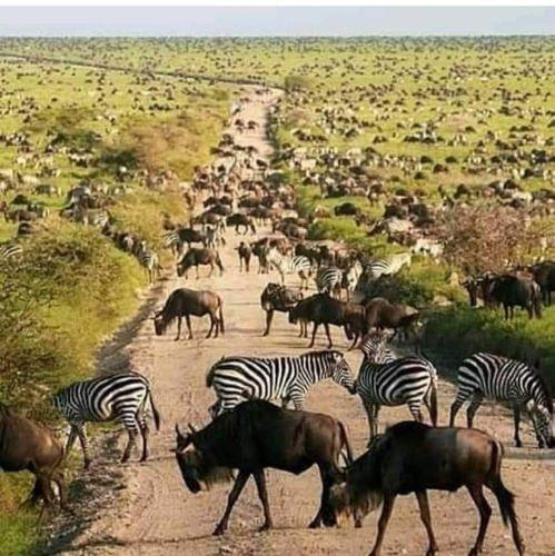 8 D / 7 N Migration Safari Serengeti Tanzania