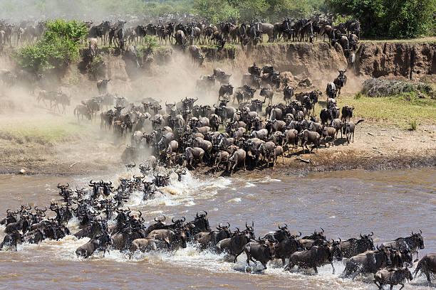 5-Days Tanzania Serengeti Safari Migration 